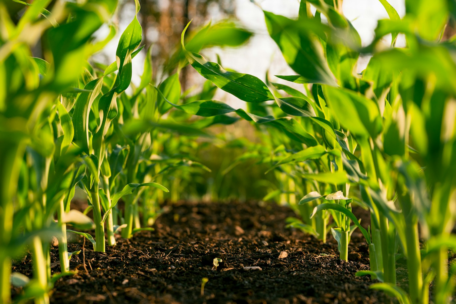 Field Nutrient Uptake and Root Development Comparison
