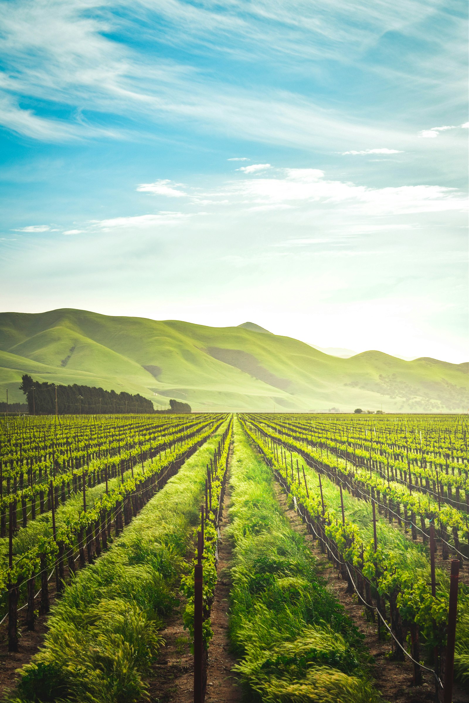 Modern Green Low-Carbon Agricultural Production and Soil Protection