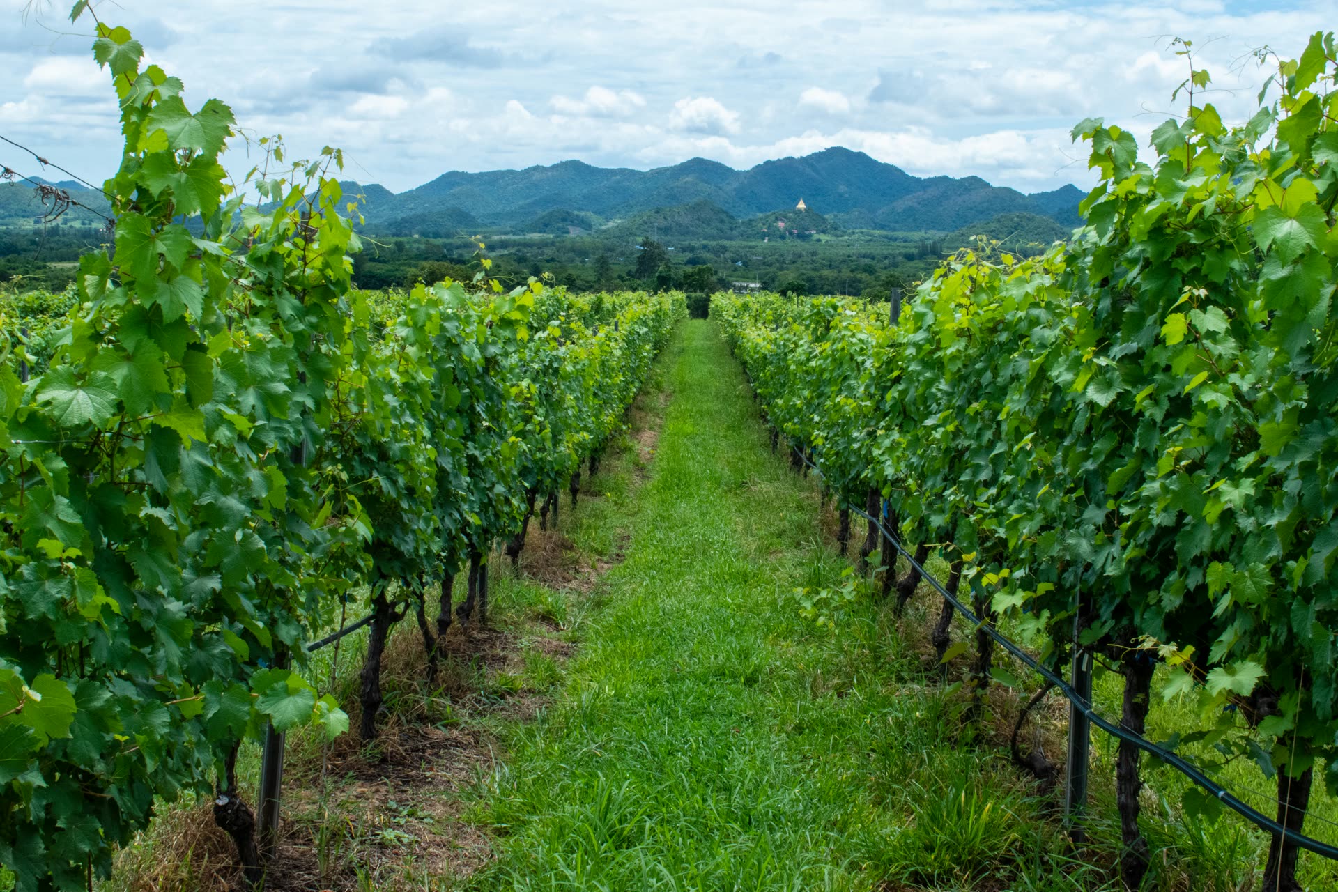 Aerial agricultural landscape — sustainable efficient farming