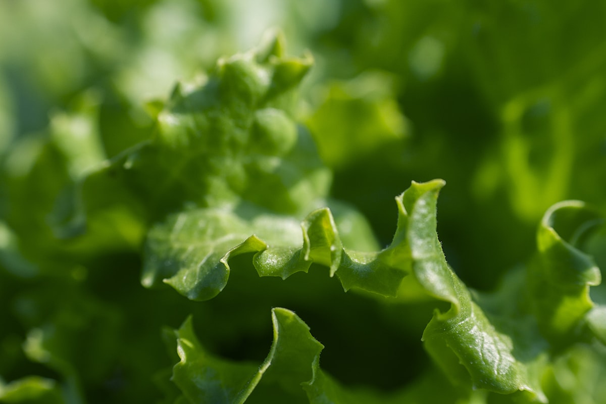 Biostimulant Nutrient Synergy Technology Illustration